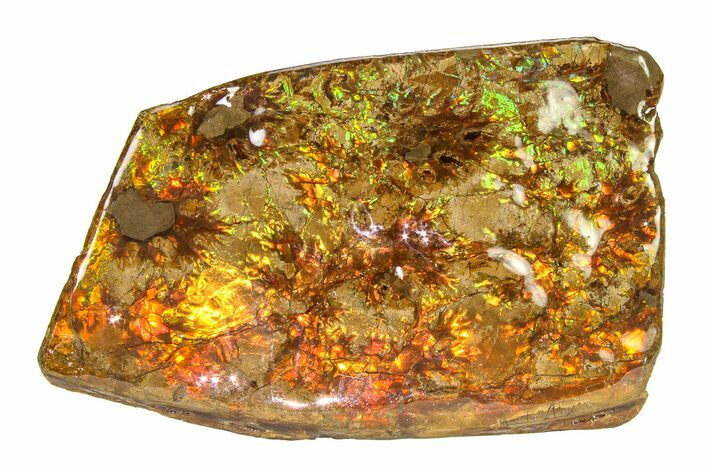 Flashy Ammolite (Fossil Ammonite Shell) - Greens & Oranges #336333